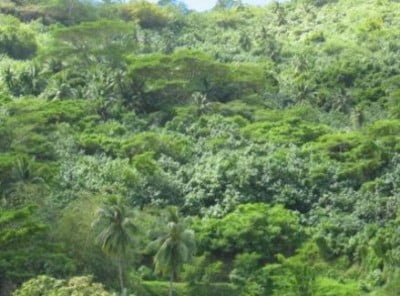 Vegetacion de Bora Bora